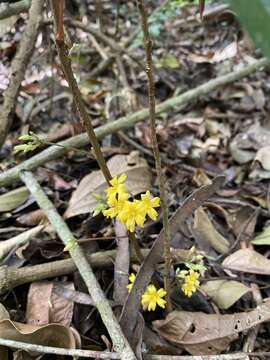 Image of Oxalis polymorpha Mart. ex Zucc.