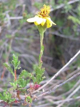 Image de Senecio achilleifolius DC.