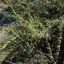 Image of Acacia pinguifolia J. M. Black