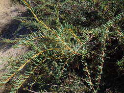 Image of Acacia pinguifolia J. M. Black