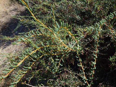 Image of Acacia pinguifolia J. M. Black