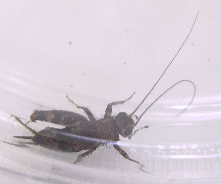 Image of Spotted Ground Cricket