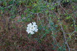 Image of small-leaf geigertree