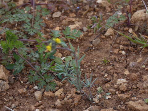 Image of Linaria simplex (Willd.) DC.