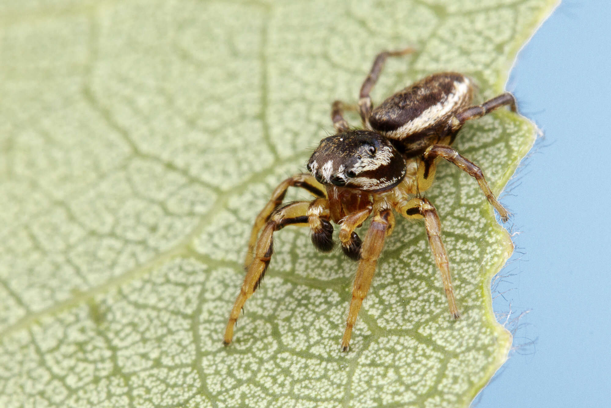 Image of Pelegrina flavipes (Peckham & Peckham 1888)