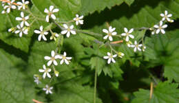 Image of coastal brookfoam