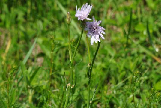 Image of Podospermum purpureum (L.) W. D. J. Koch & Ziz