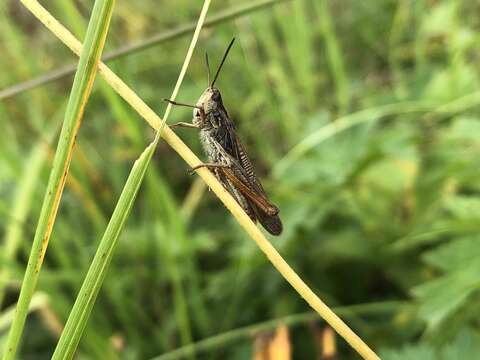 Chorthippus (Glyptobothrus) apricarius subsp. caucasicus Mistshenko 1951 resmi