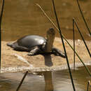 Image of Sri Lankan flapshell turtle