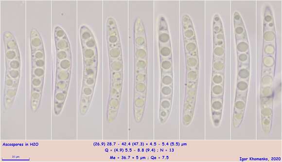 Image of Durella connivens (Fr.) Rehm 1881