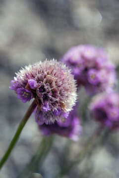 Image of Siberian sea thrift