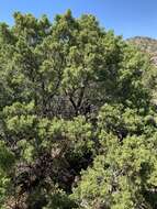 Image of Pinchot's juniper