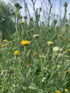 Pulicaria scabra (Thunb.) Druce resmi