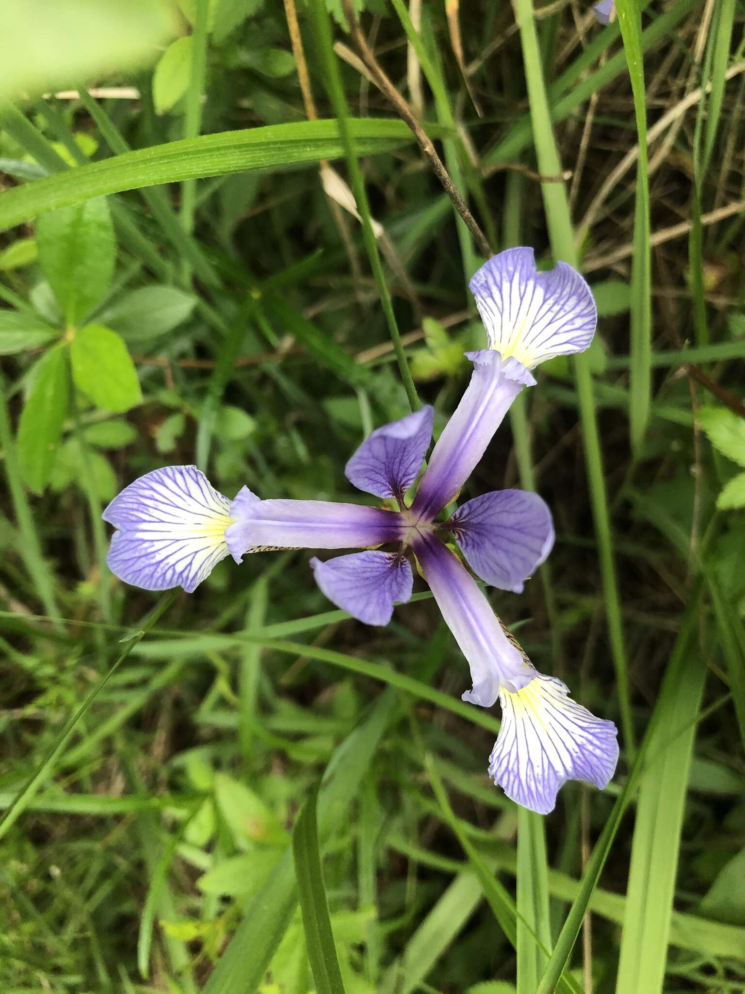 Image de Iris prismatica Pursh