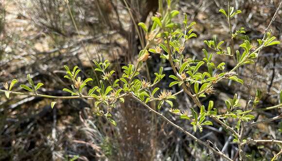 Plancia ëd Otholobium candicans (Eckl. & Zeyh.) C. H. Stirt.