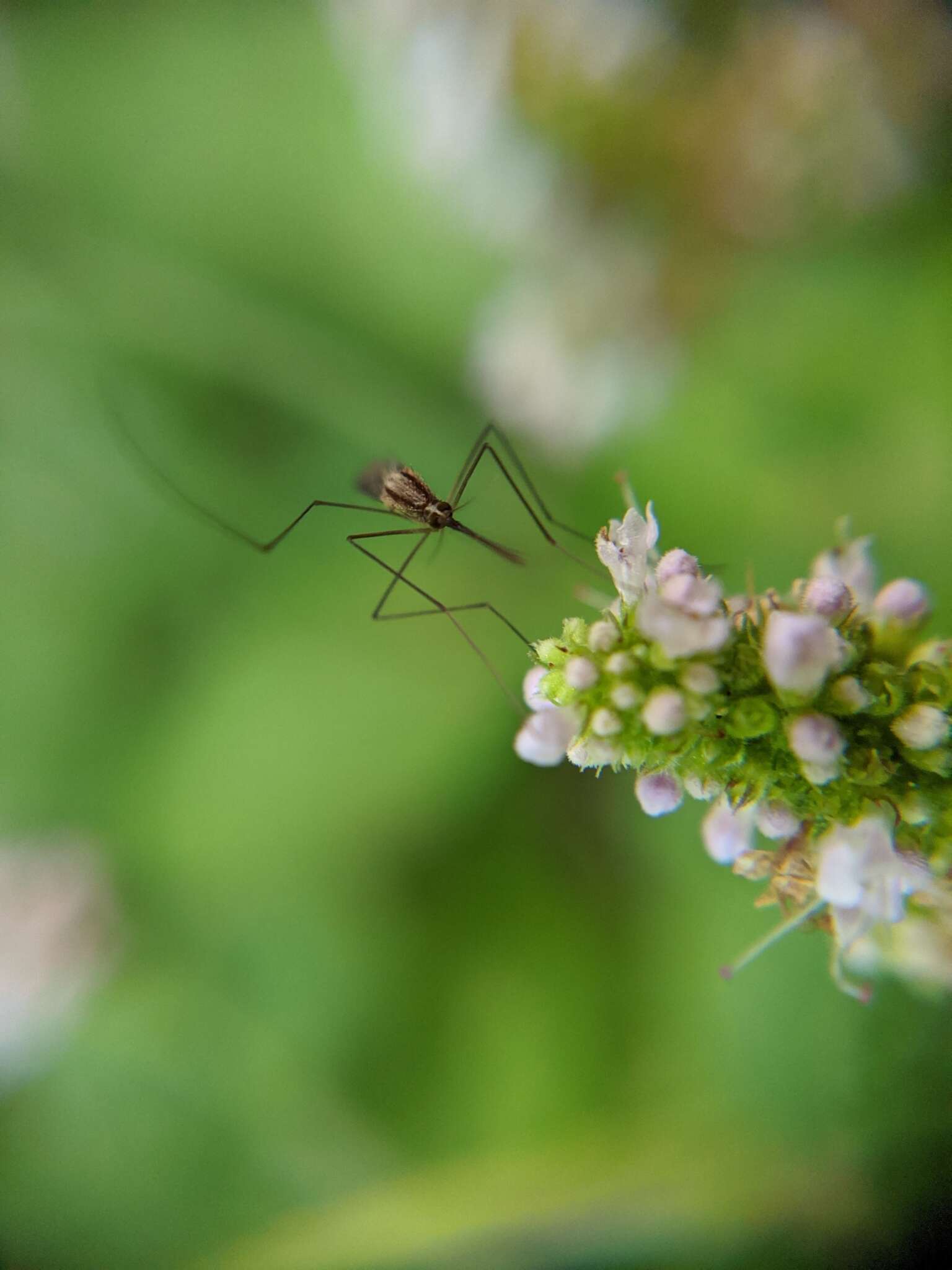 Слика од Anopheles plumbeus Stephens 1828