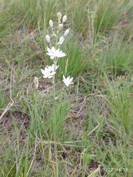 Imagem de Ornithogalum fischerianum Krasch.