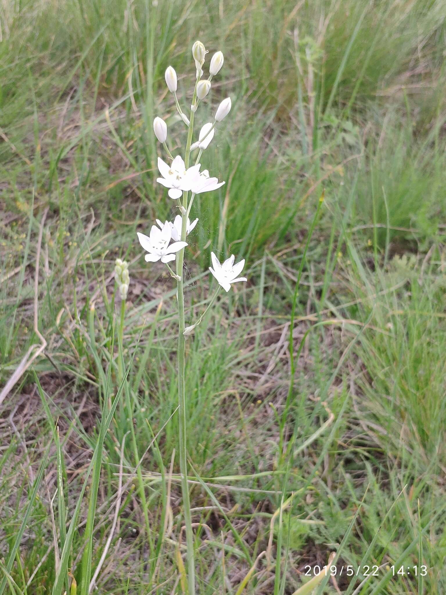 Image of Ornithogalum fischerianum Krasch.