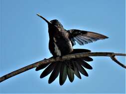 Image of Stripe-breasted Starthroat