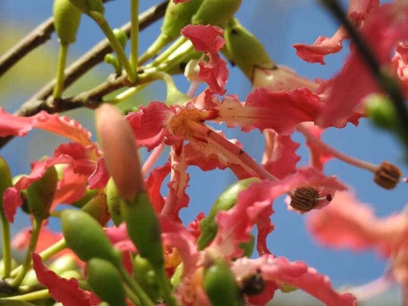 Image of Ceiba lupuna P. E. Gibbs & Semir