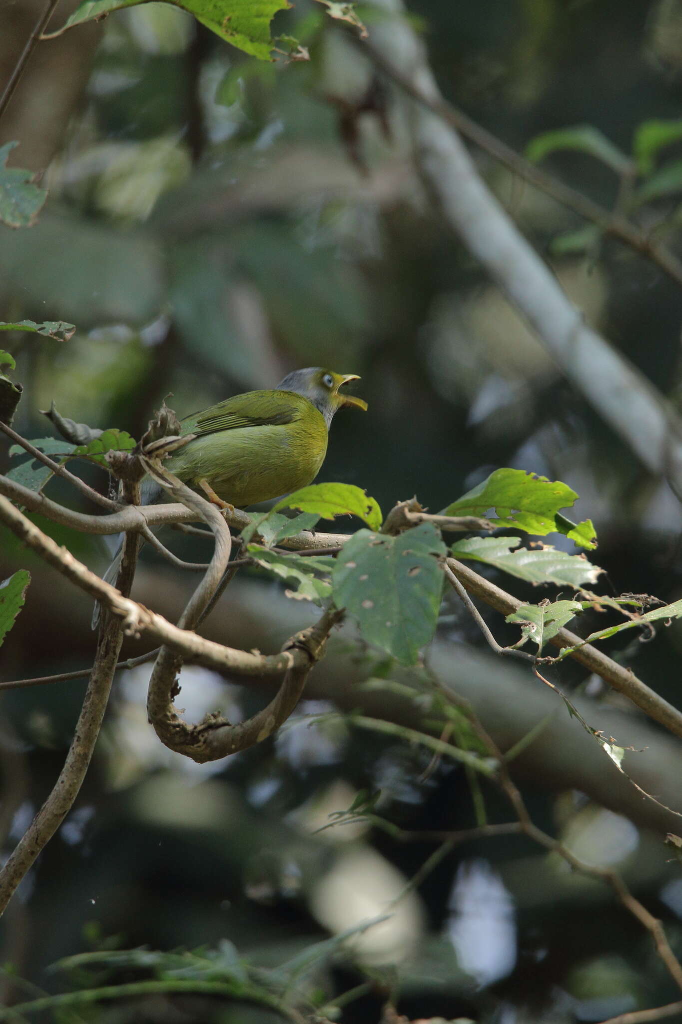 Image of Grey-headed Bulbul