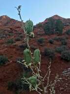 Image of Yucca utahensis McKelvey