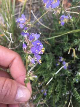 Слика од Polemonium nevadense Wherry