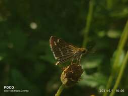 Image of Grey-veined Grass Dart