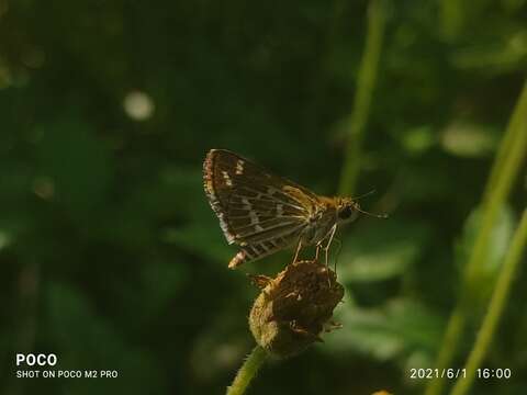 Image of Grey-veined Grass Dart