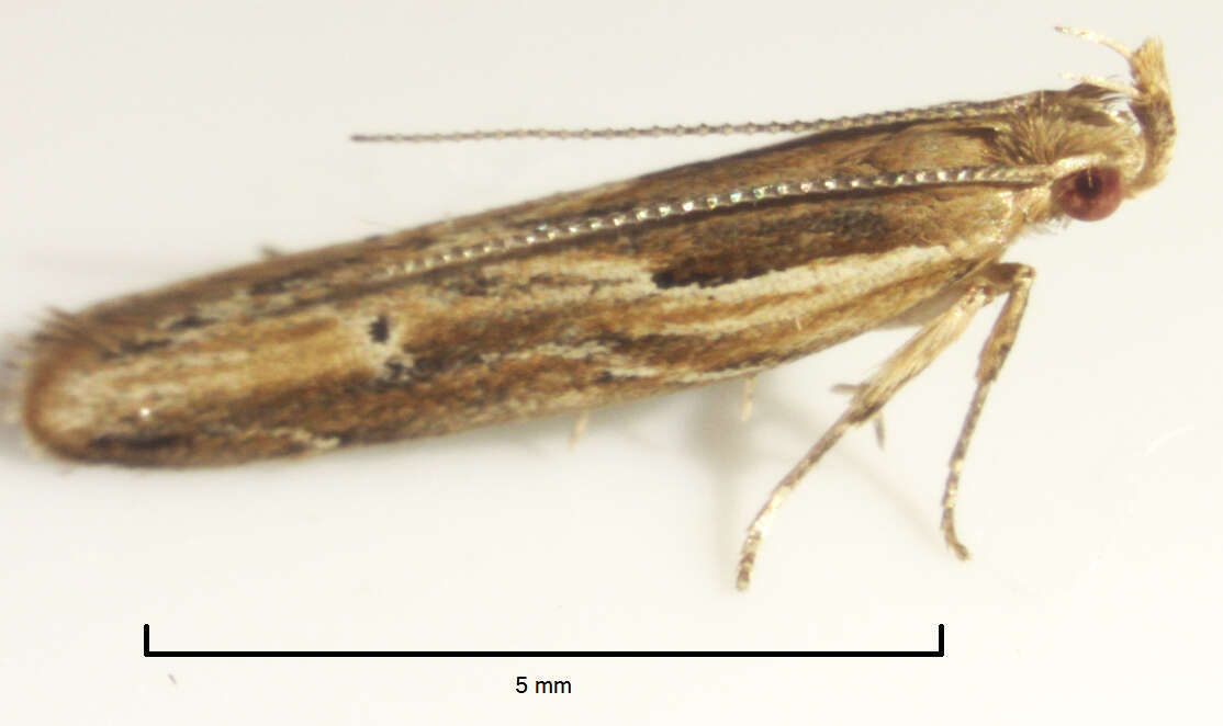 Image of Eutorna symmorpha Meyrick 1889