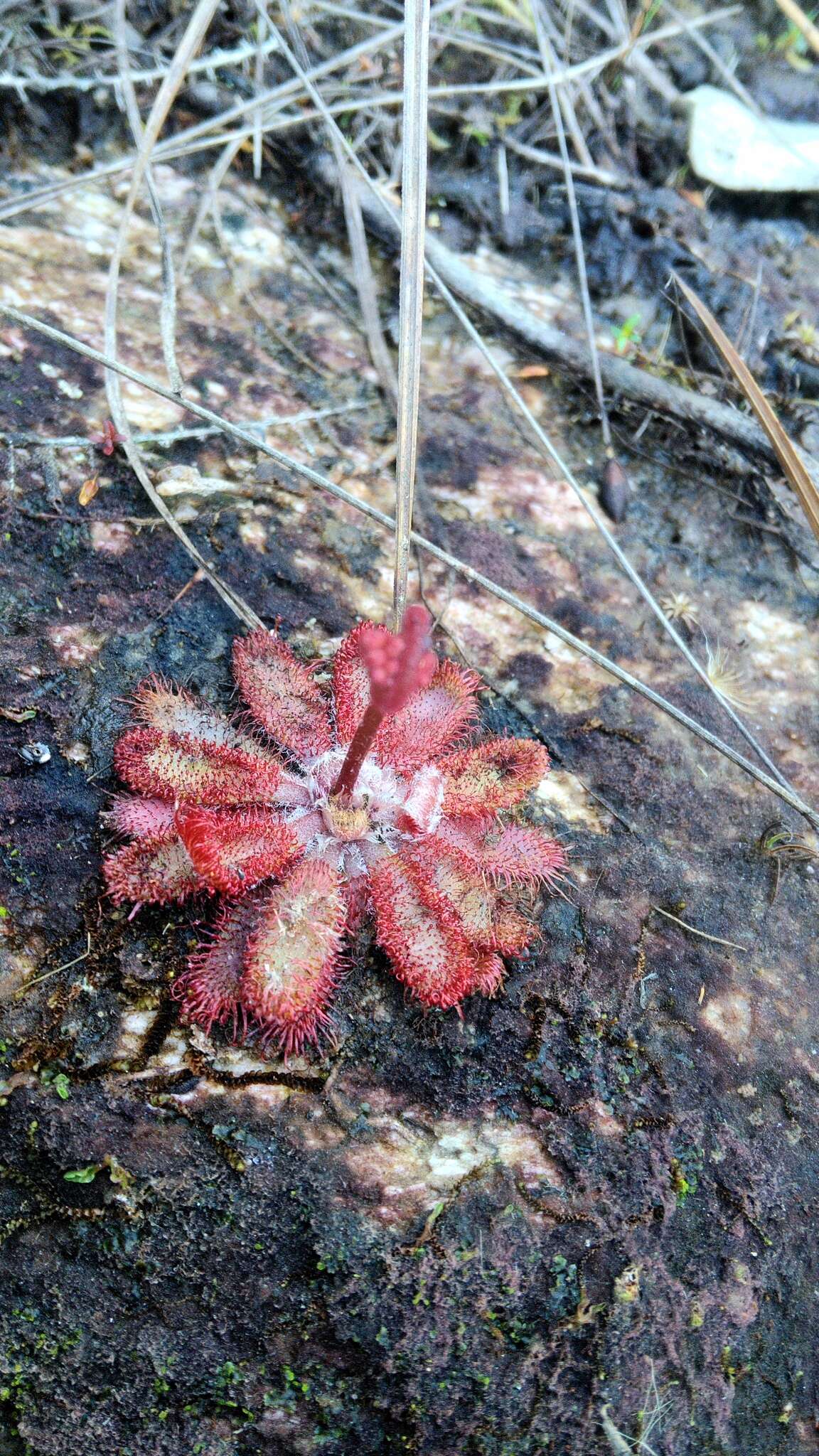 Drosera montana var. tomentosa (St. Hil.) Diels的圖片