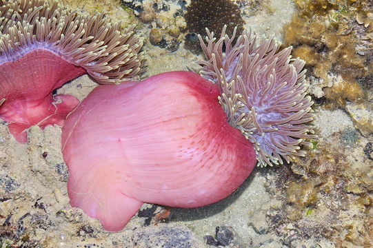 صورة <i>Heteractis magnifica</i> (Quoy & Gaimard 1833)