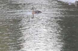 Image of Spotted Whistling Duck