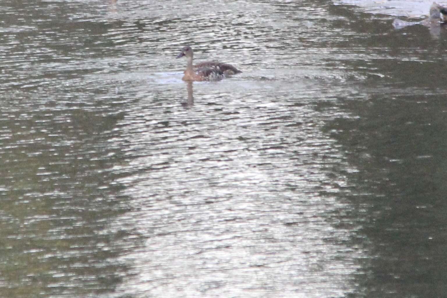 Image of Spotted Whistling Duck