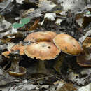 Image of Cortinarius quercophilus Y. Lamoureux, Lebeuf, A. Paul & J. Landry