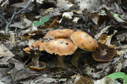 Image of Cortinarius quercophilus Y. Lamoureux, Lebeuf, A. Paul & J. Landry