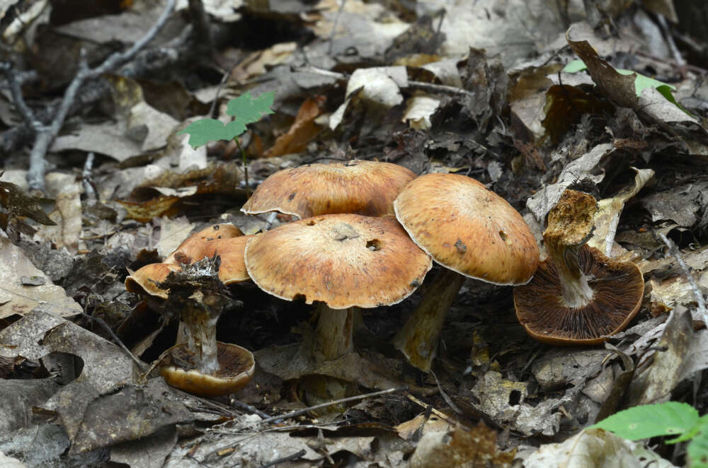 Image of Cortinarius quercophilus Y. Lamoureux, Lebeuf, A. Paul & J. Landry