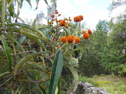 Слика од Buddleja incana Ruiz & Pav.