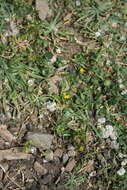 Image of woolly clover