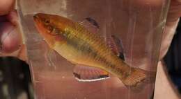 Image of Australian carp-gudgeon