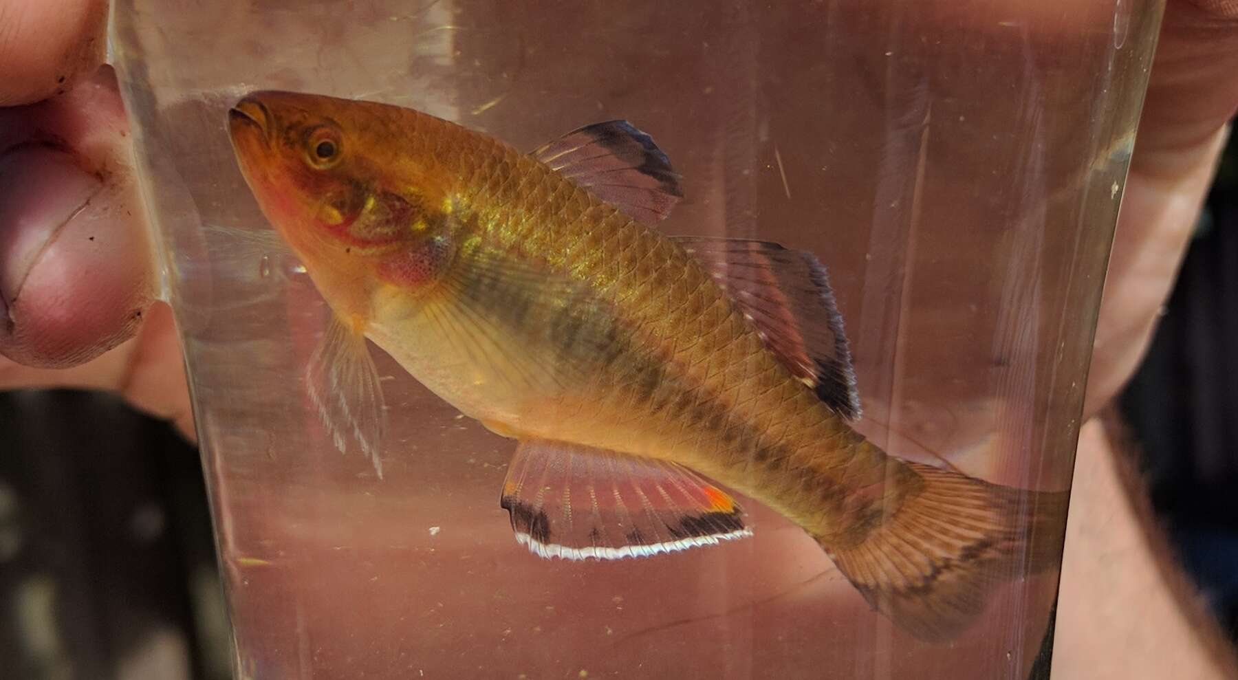 Image of Australian carp-gudgeon