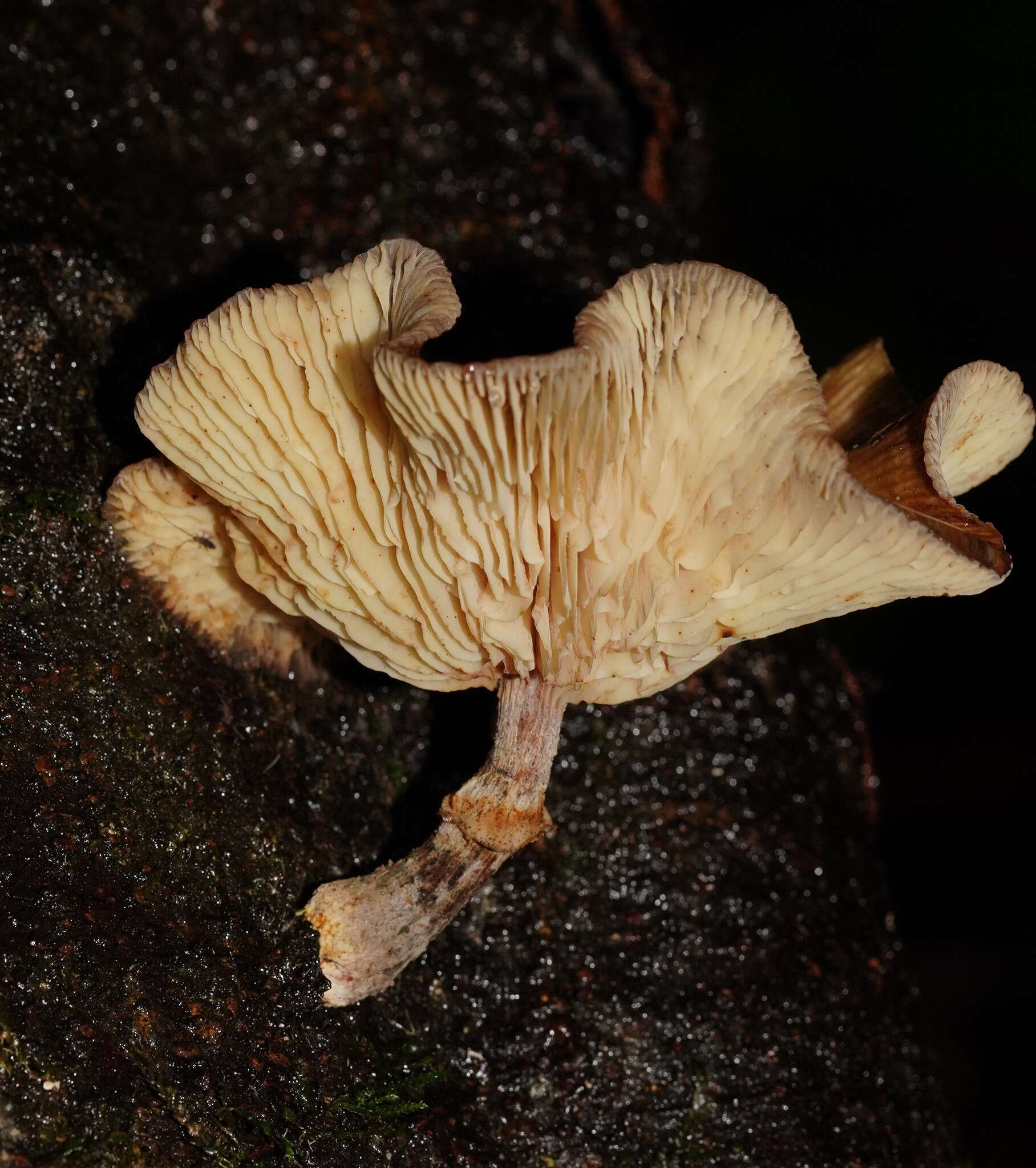 Image de Armillaria hinnulea Kile & Watling 1983