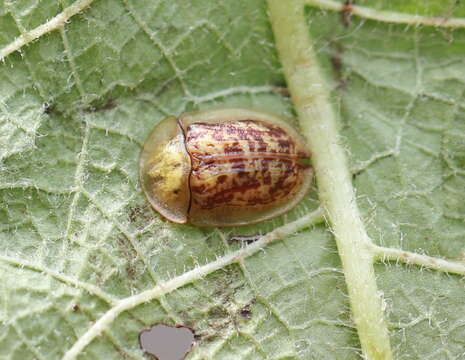 Image of Cassida (Lordiconia) canaliculata Laicharting 1781