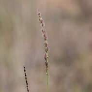 Image of Digitaria brownii (Roem. & Schult.) Hughes