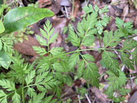 Image of Daucus elegans (Webb ex Bolle) Spalik, Banasiak & Reduron