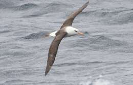 Image of Thalassarche melanophris impavida