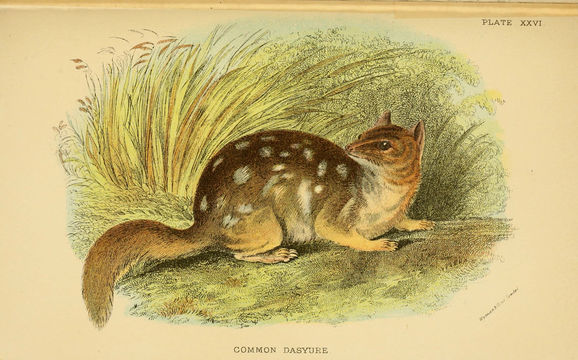 Image of Eastern Quoll
