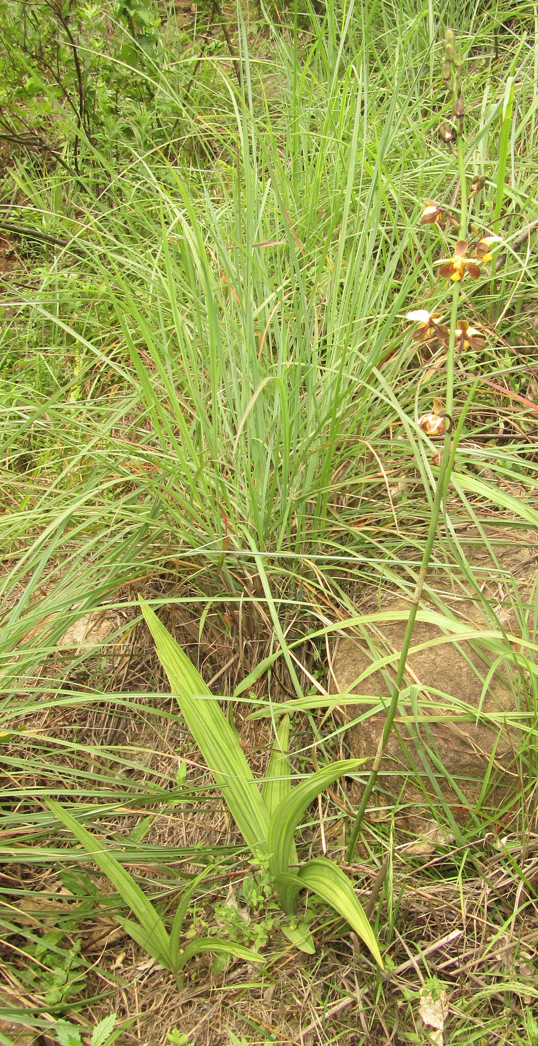 Plancia ëd Eulophia streptopetala Lindl.