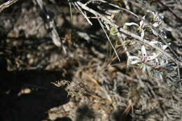 Image of Pelargonium fergusoniae L. Bolus