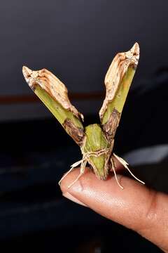 Image de Eupanacra busiris (Walker 1856)